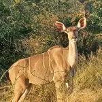 africa wildlife