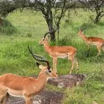 african wildlife