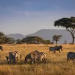 Afrikanische Zebras in schöner Landschaft während einer Sonnenaufgangs-Safari im Serengeti-Nationalpark. Tansania. Wilde Natur in Afrika...