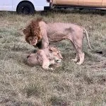 angry lions