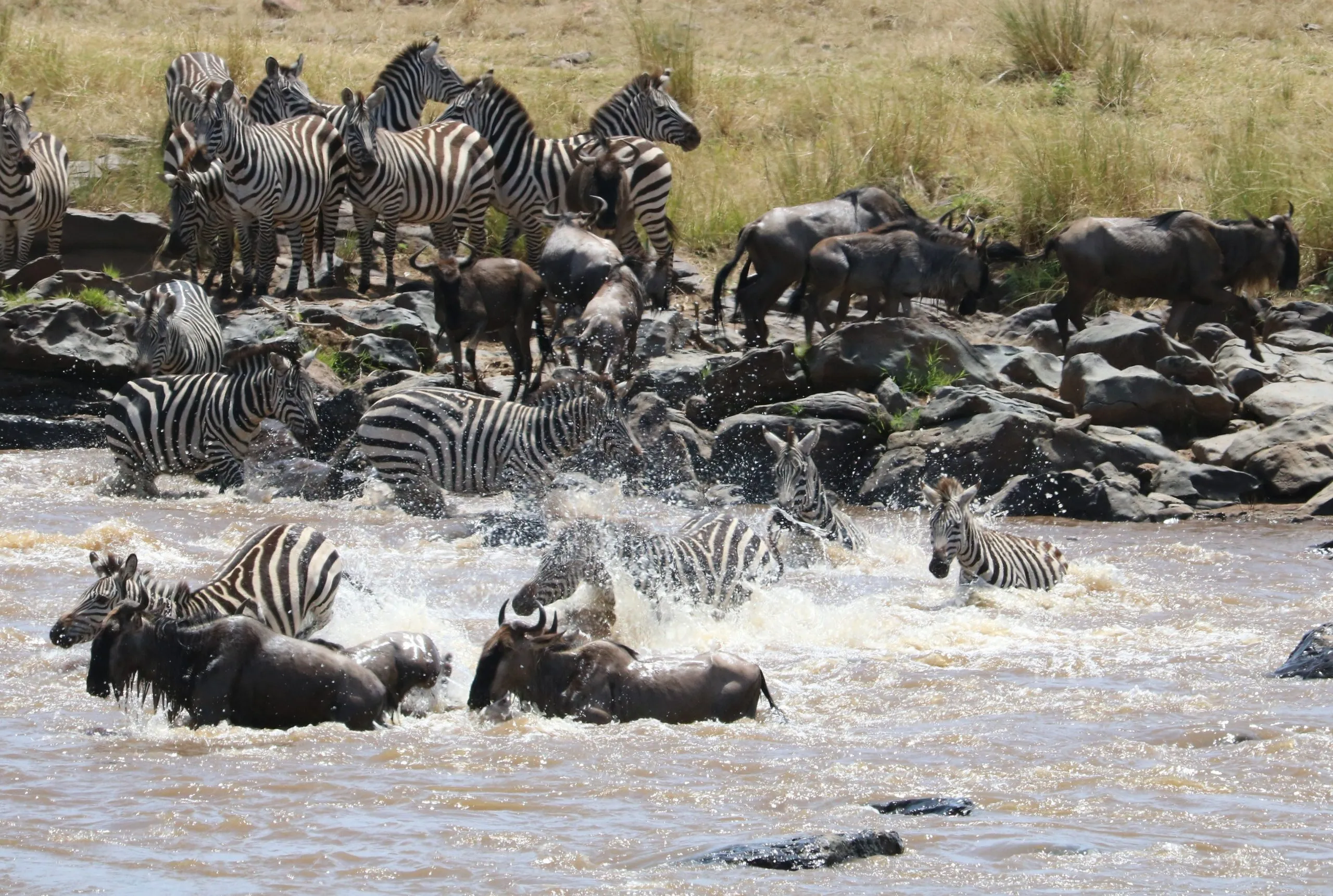 A scrumble of animals crossing mara river