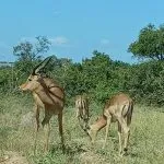 antilopes