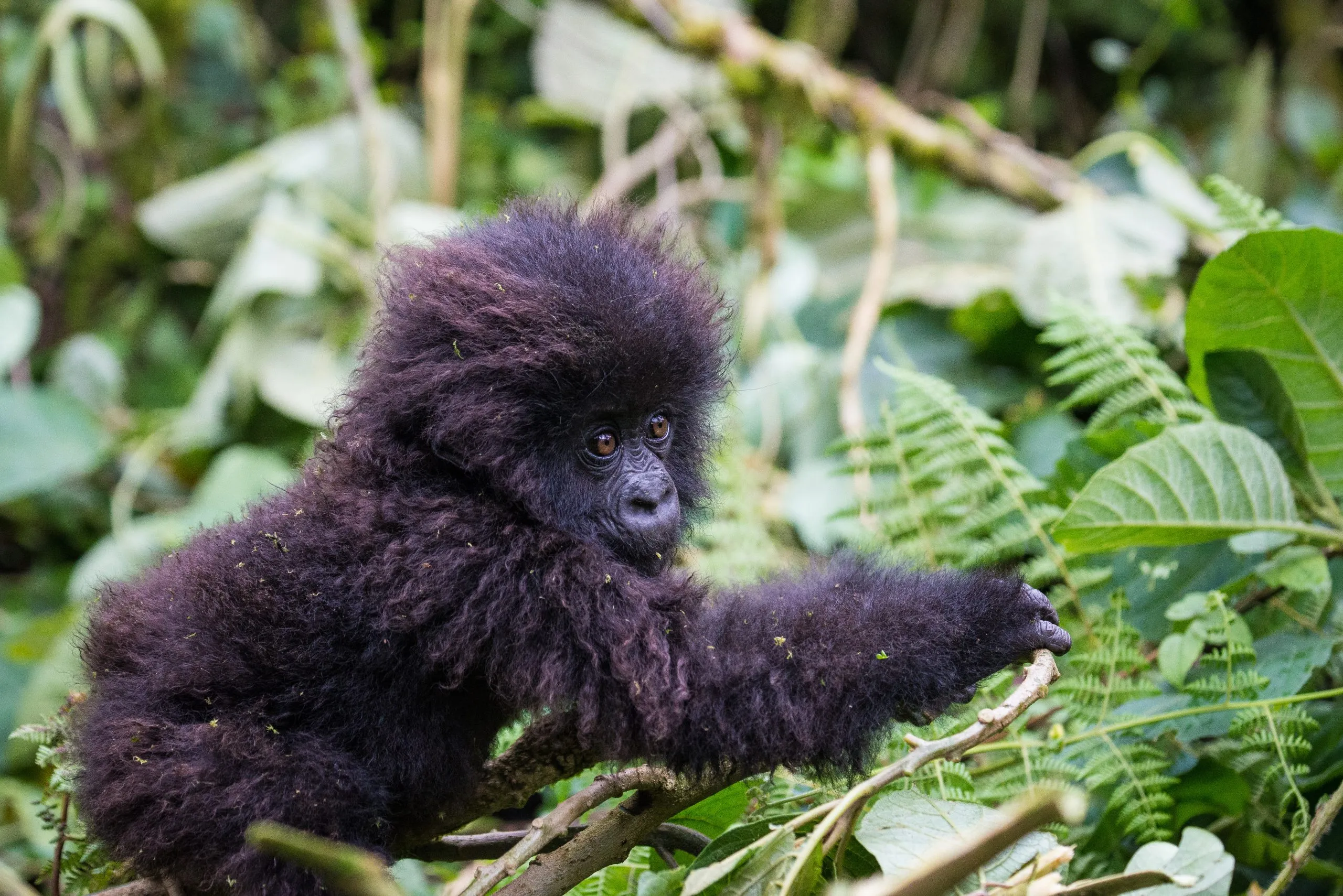 Baby Gorilla, Volcanoes national Park, Rwanda