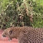 beautiful leopard