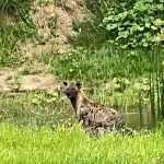 big cats in africa