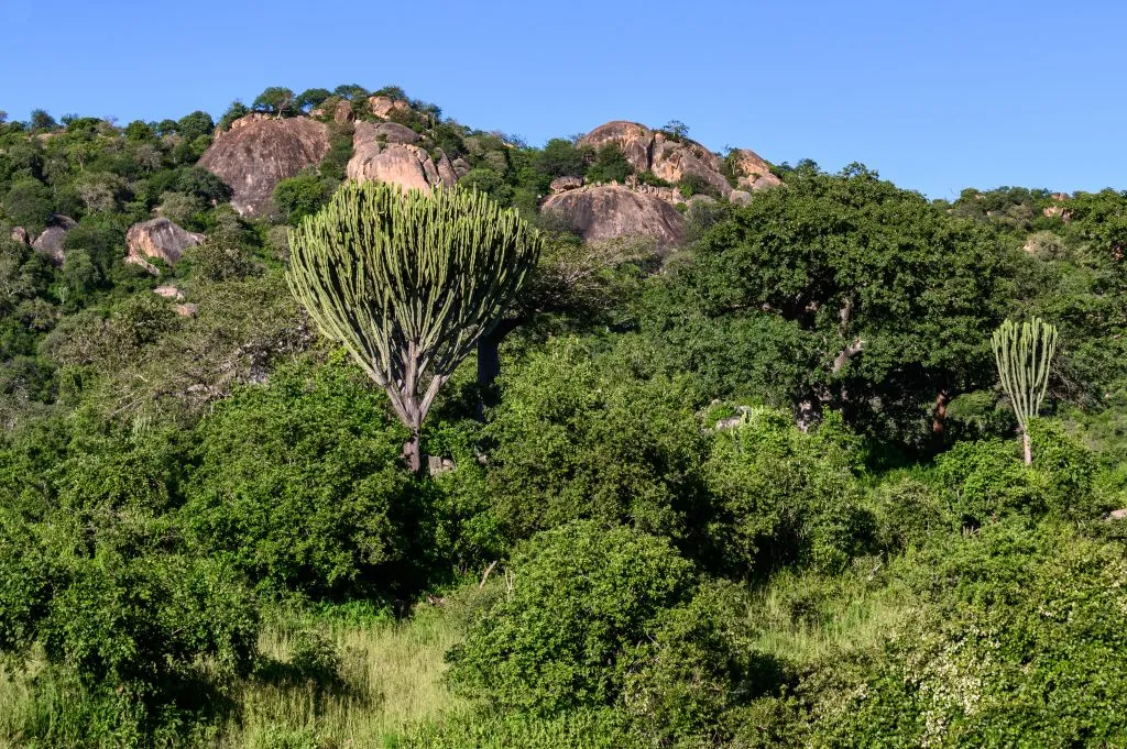 Albero candelabro nel paesaggio collinare, Parco Nazionale di Ruaha, Tanzania