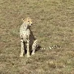cheetah