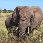 elephant