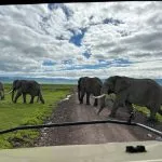 elephants crossing the road