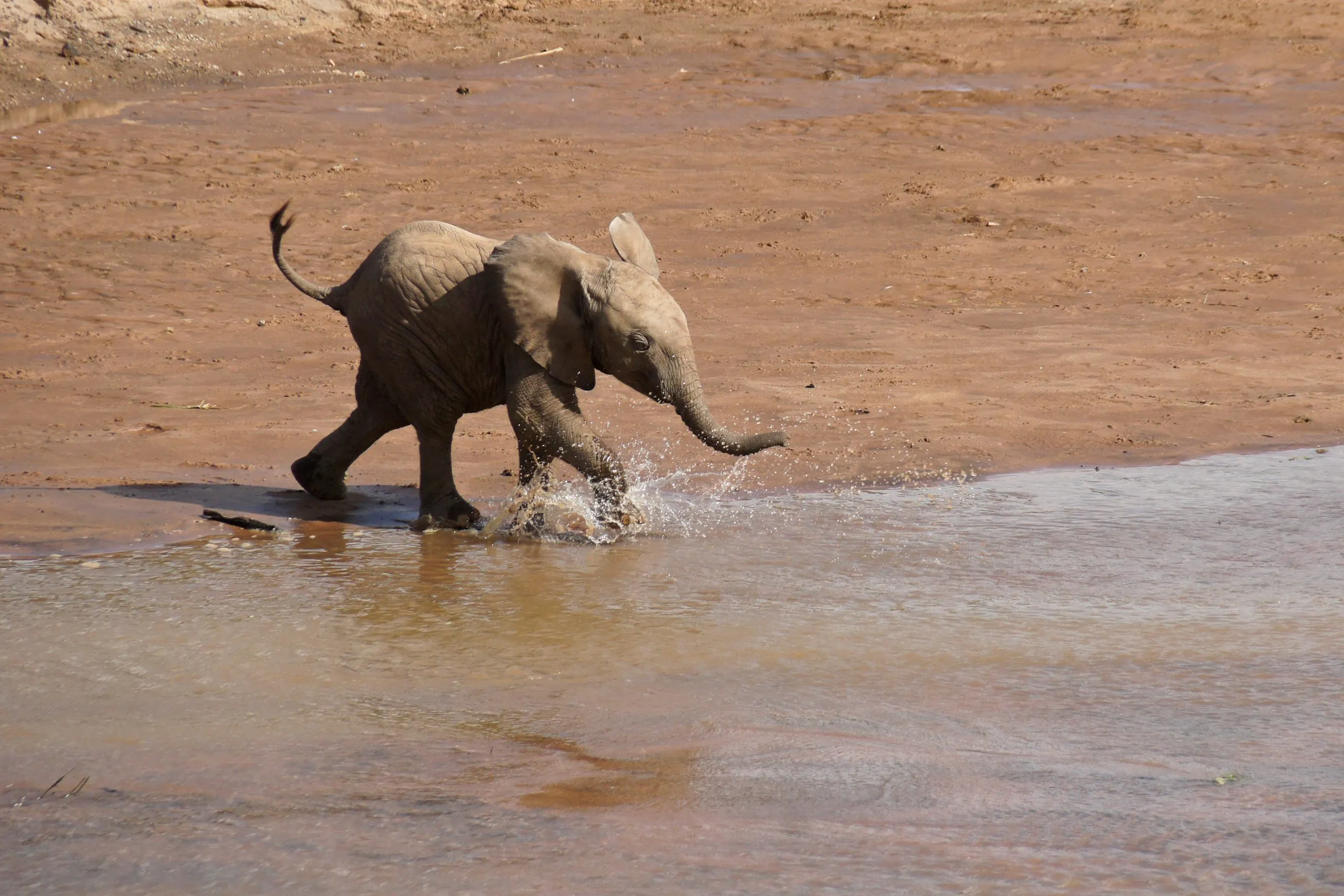 Thirsty elephant calf rushing to Ewaso (Uaso) Nyiro River to drink, Samburu Game Reserve, Kenya