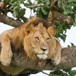 Famous male tree climbing lion king relaxing and sleeping at Ishasha Secotor, Queen Elizabeth National Park, Uganda, Africa.