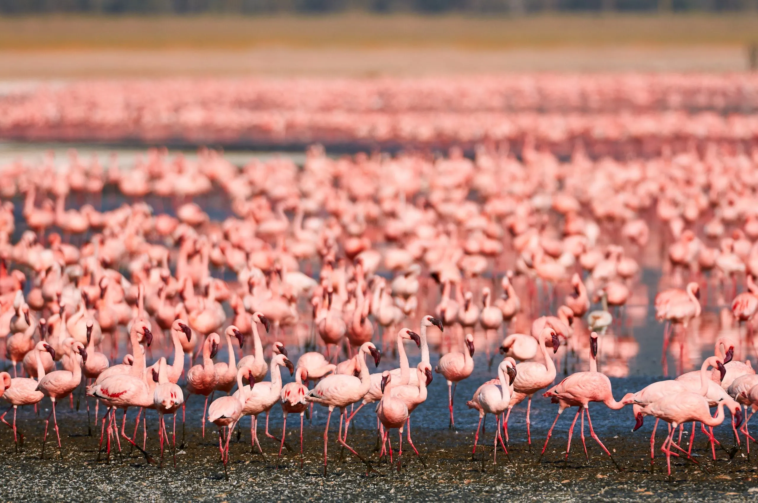 Beautiful lesser flamingos