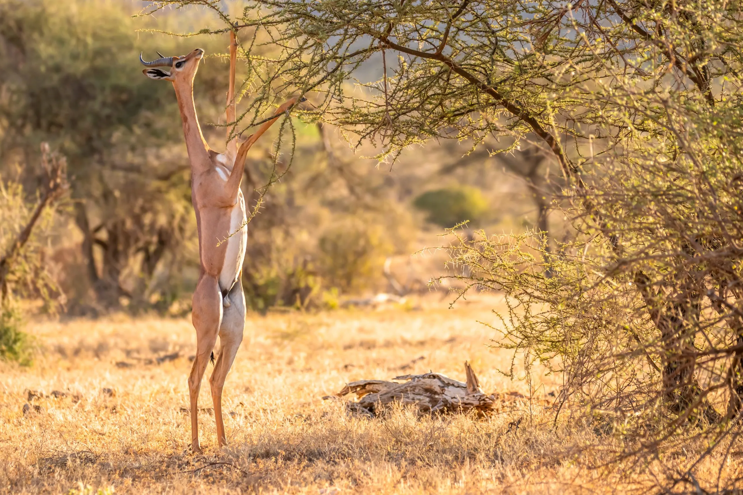 Gerenuk, Litocranius walleri also giraffe gazelle,long-necked antelope, long slender neck and limbs,standing on hind legs during feeding leaves. Evening african colors. Samburu National Reserve, Kenya