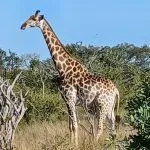 giraffe on a safari