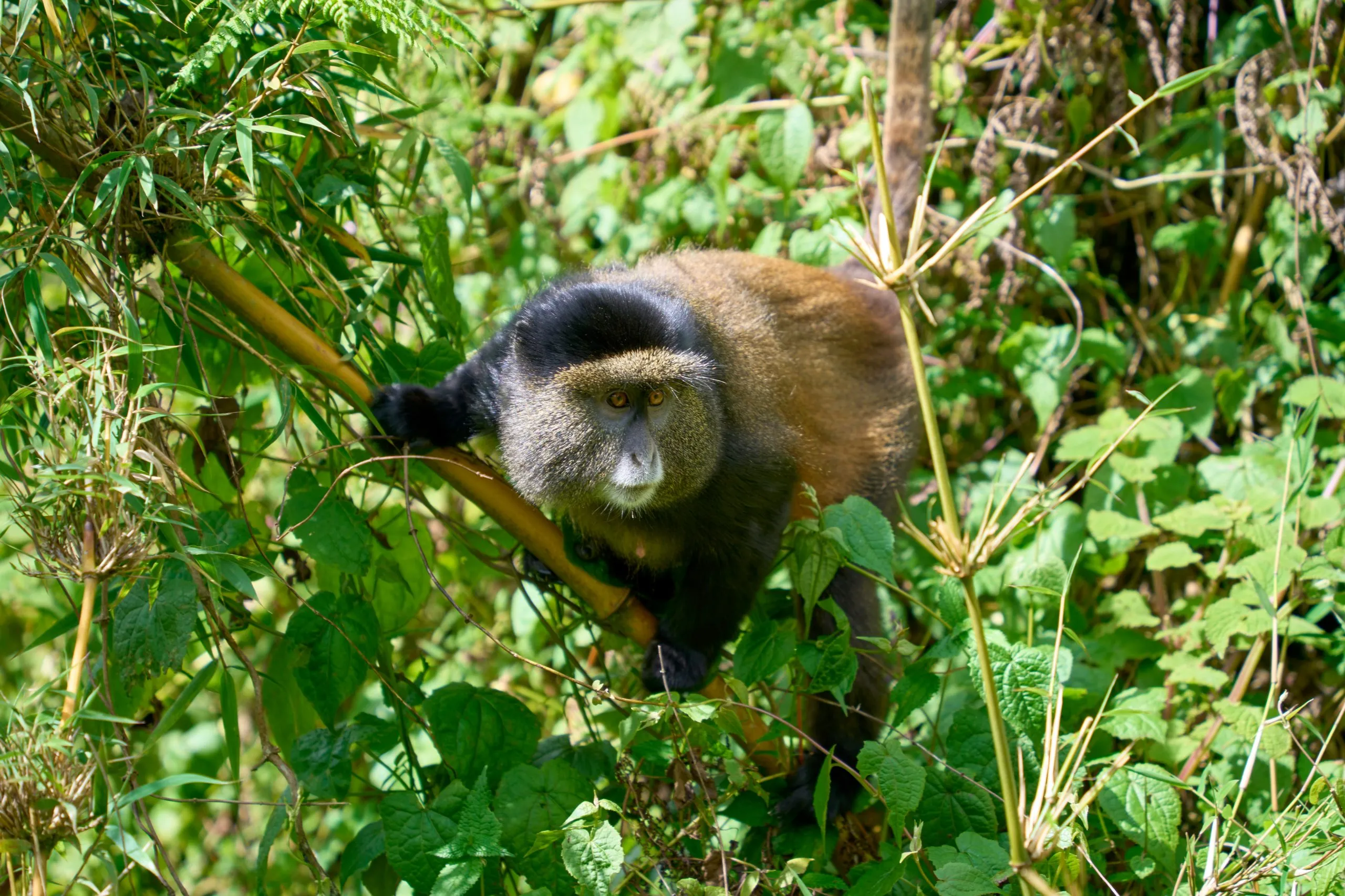 Golden monkey striking a pose in a tree trekking in Volcanoes National Park Golden monkey striking a pose in a tree, trekking in Volcanoes National Park, Rwanda