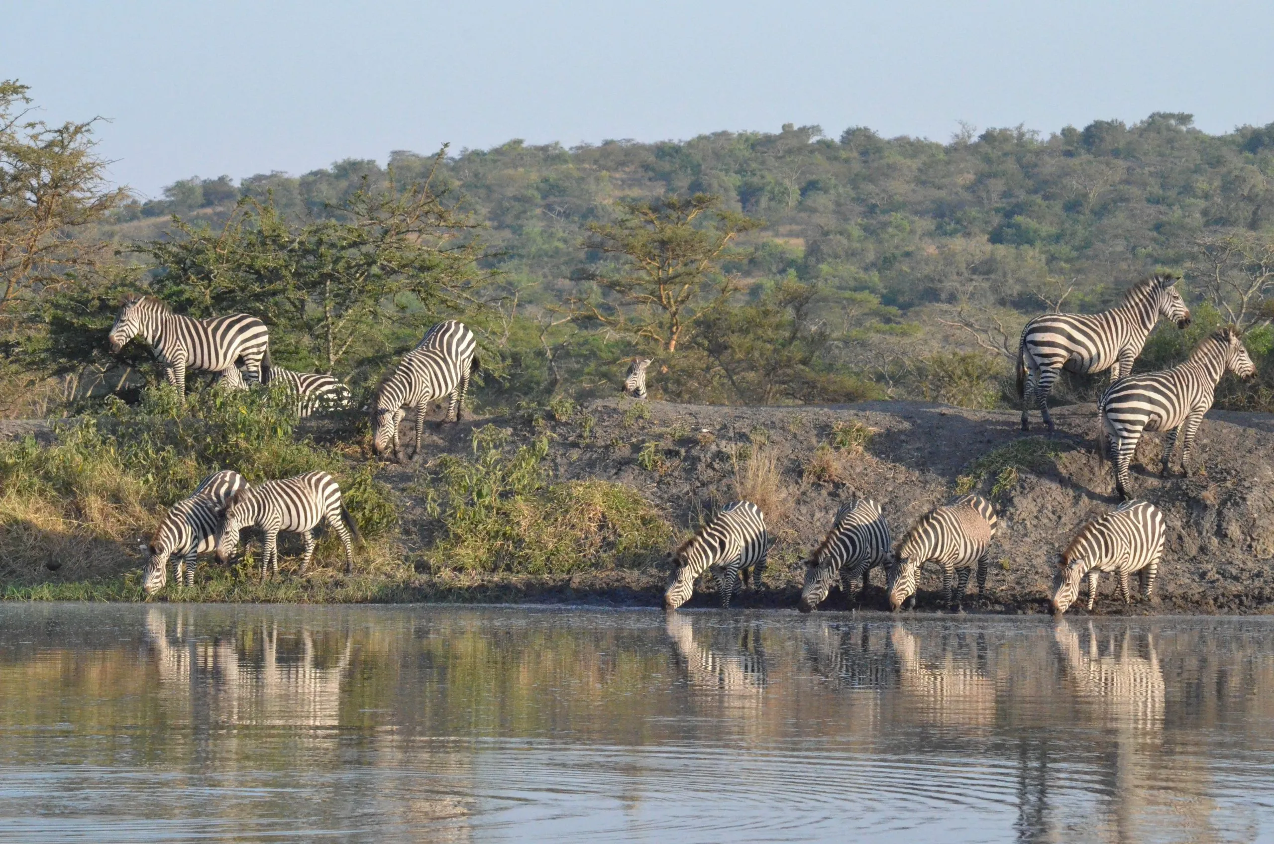 Group of zebras in lake Mburo National park in Uganda