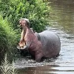 hippo mouth open
