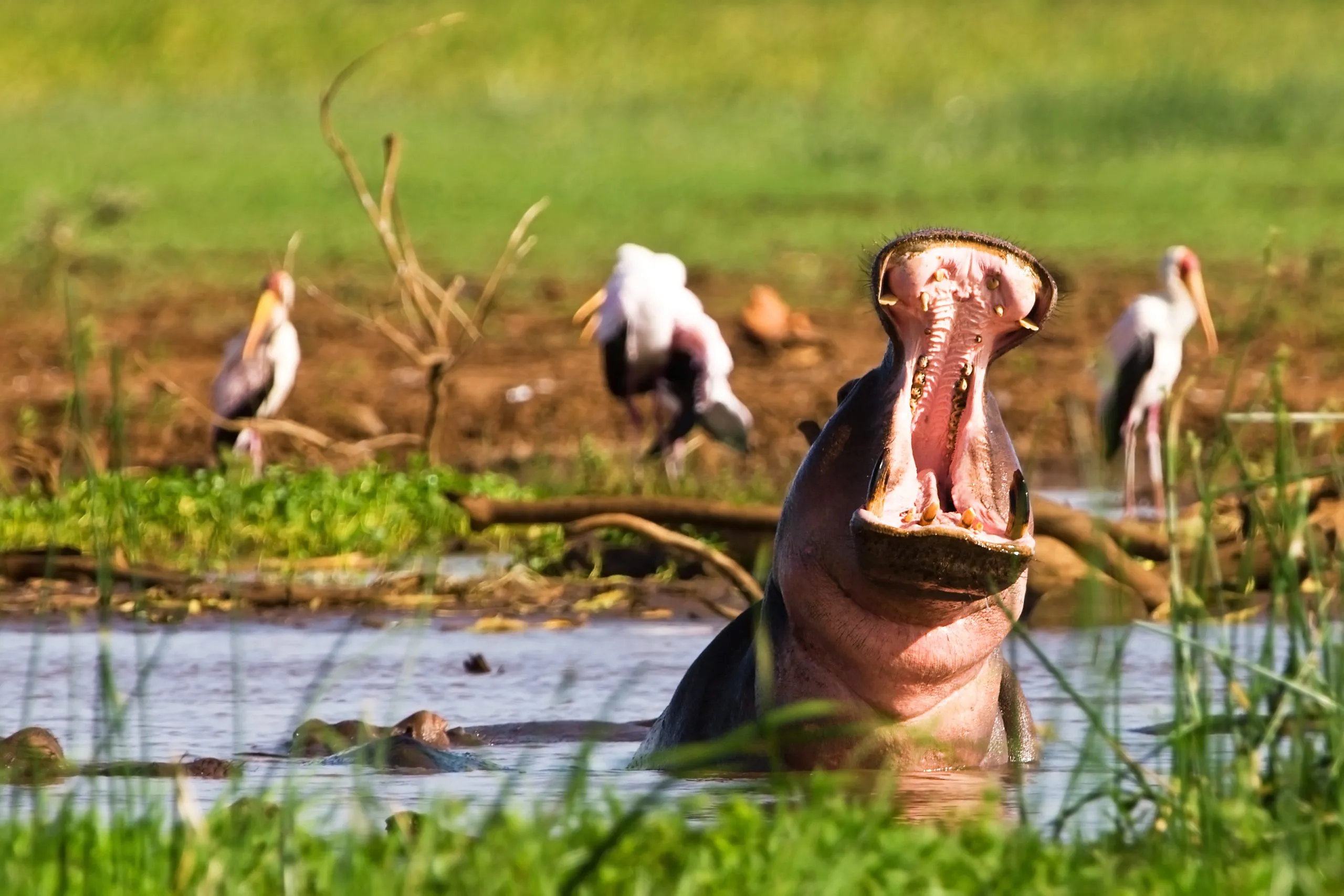 Hippopotamus in the Lake Manyara National Park, Tanzania