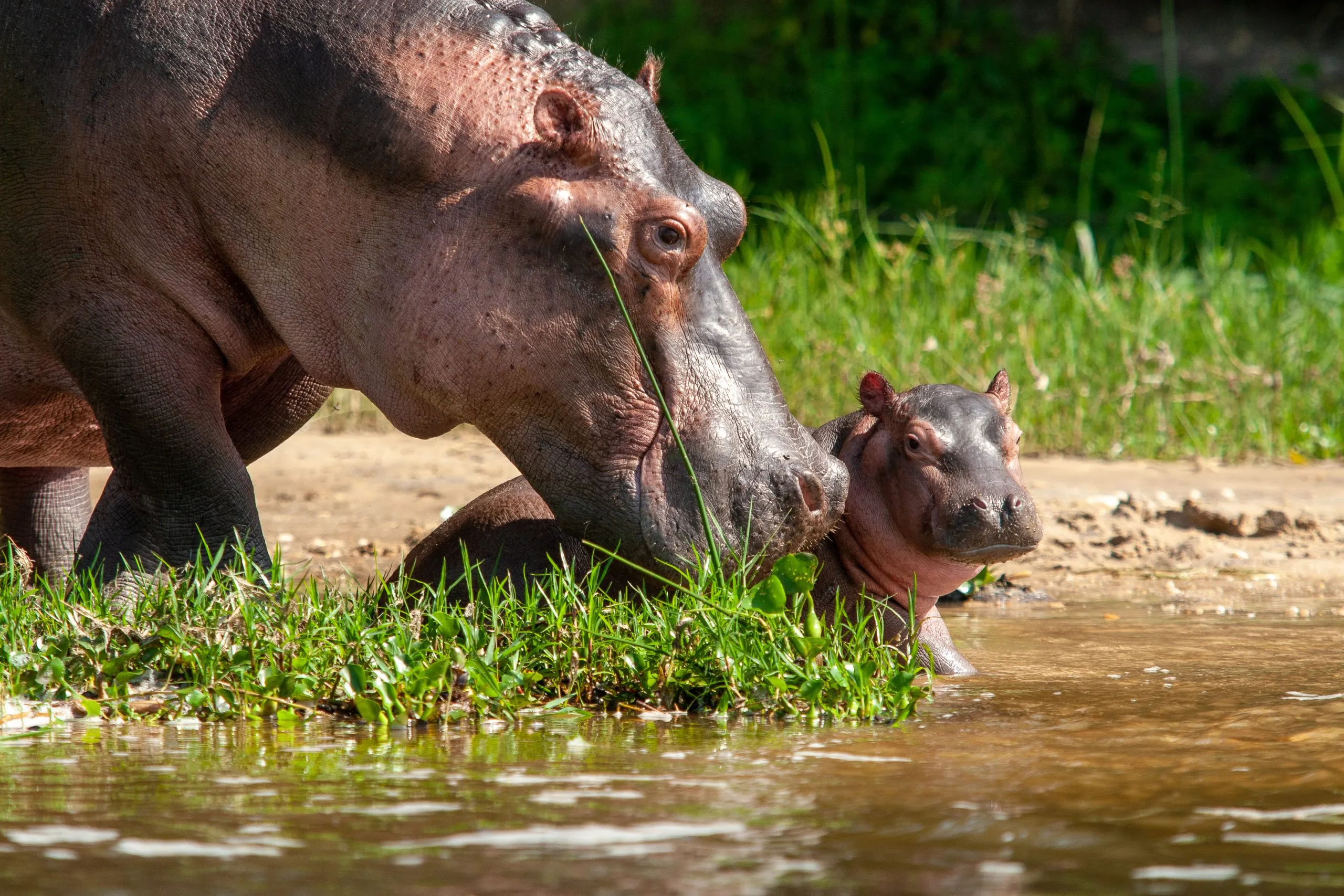 hippos Murchinson Falls National Park Uganda