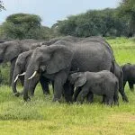 horde of elephants