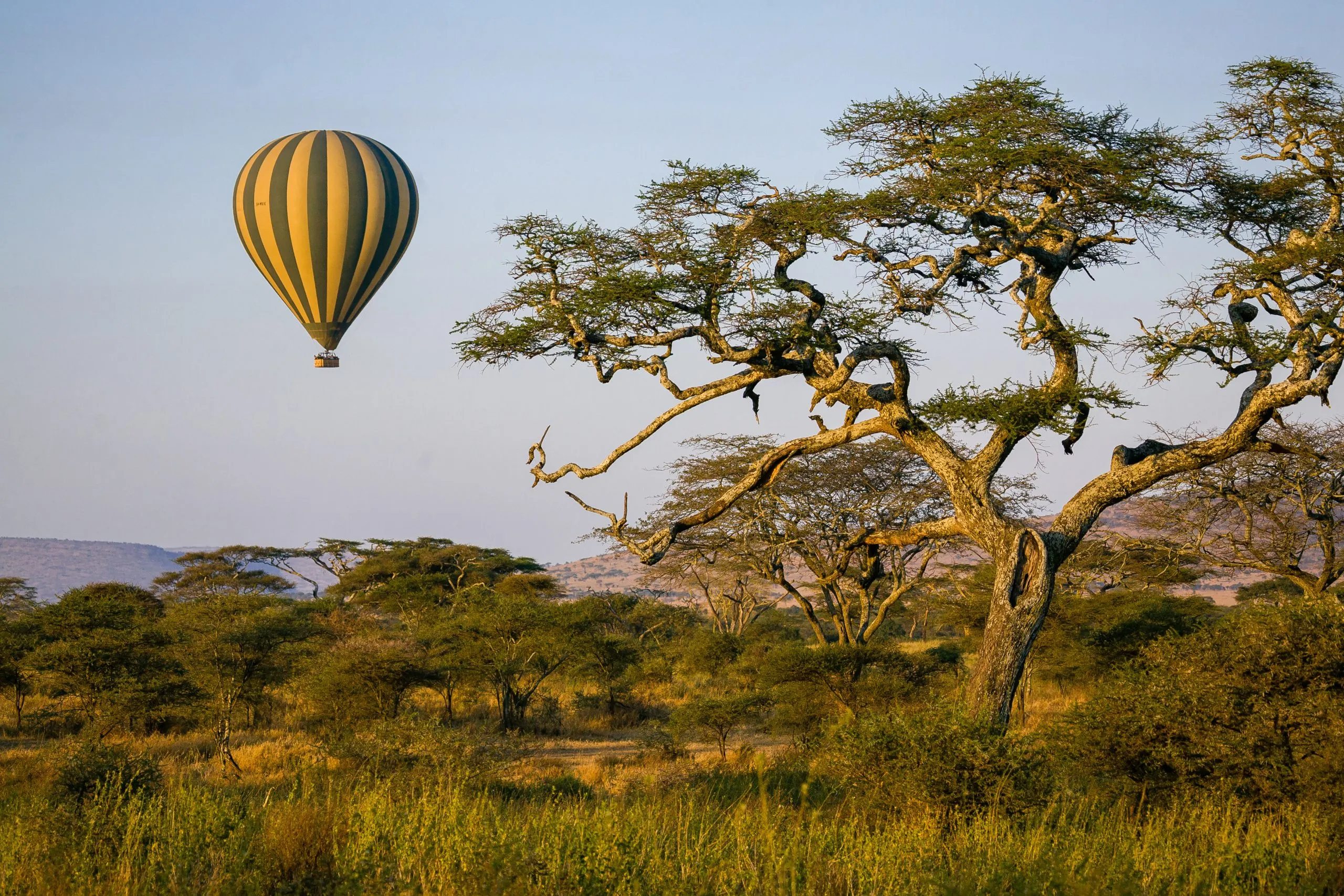 Hot air balloon floating over an acacia tree in Serengeti National Park.