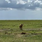 hyena