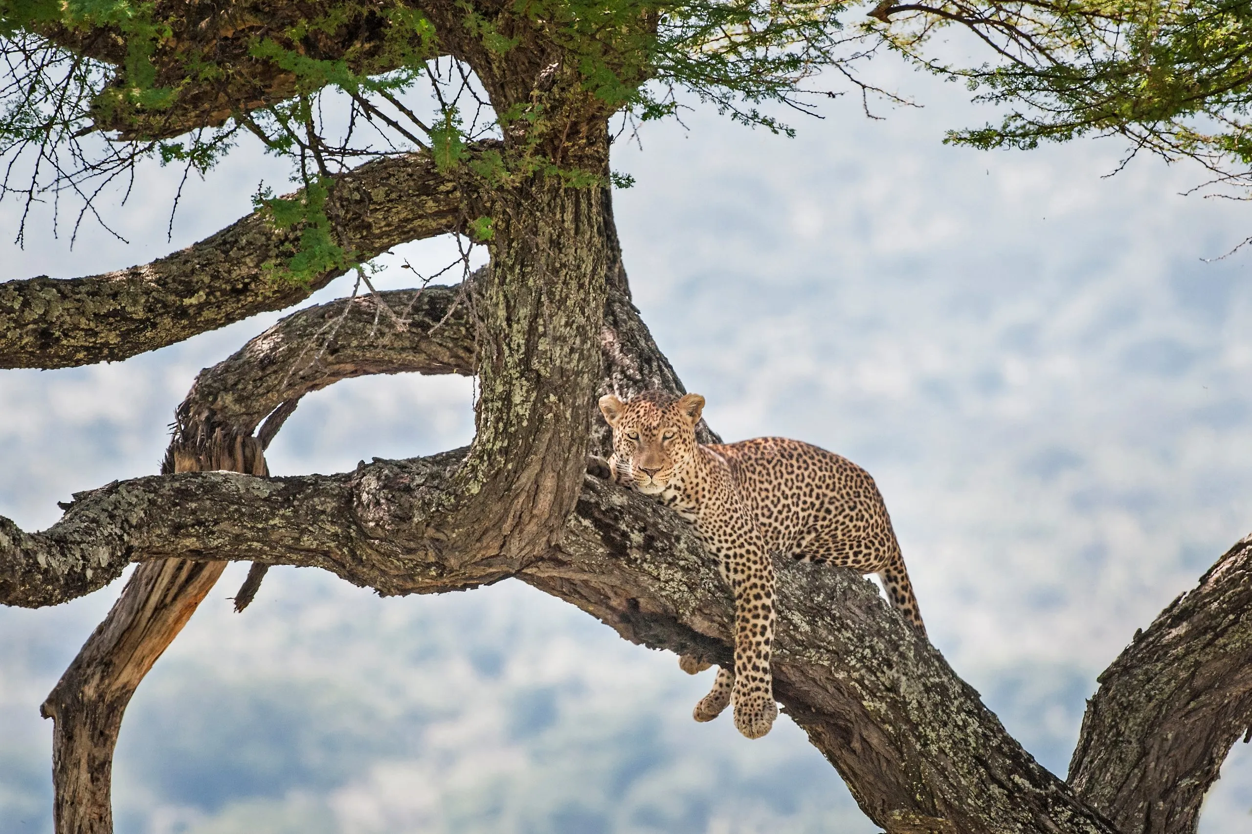 Leopard resting in a tree in Tarangire National Park, Tanzania, Africa