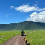 lion behind a safari jeep