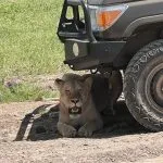 lion in a shadow