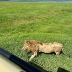 lion in the vicinity
