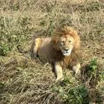 lion lying