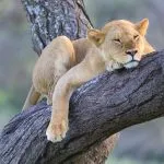 Ndutu Serenegti und Ngorongoro Safari 2019