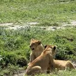 lions
