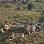 lions lying in the grass