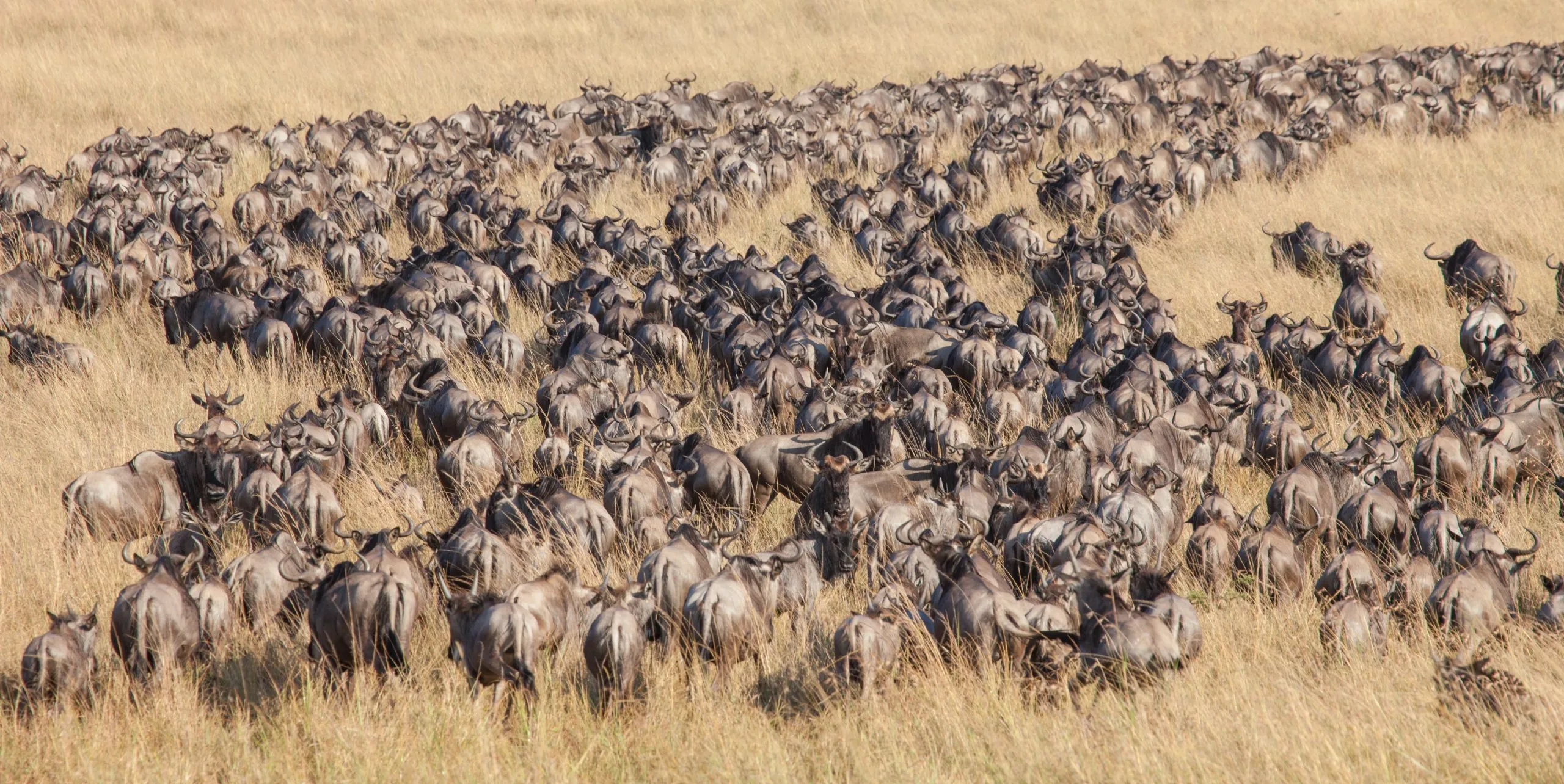 Long lines and masses of wildebeest in the Great Migration of the Serengeti and Masai Mara in East Africa