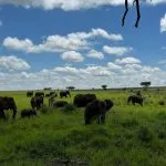 lots of elephants