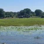 lots of elephants