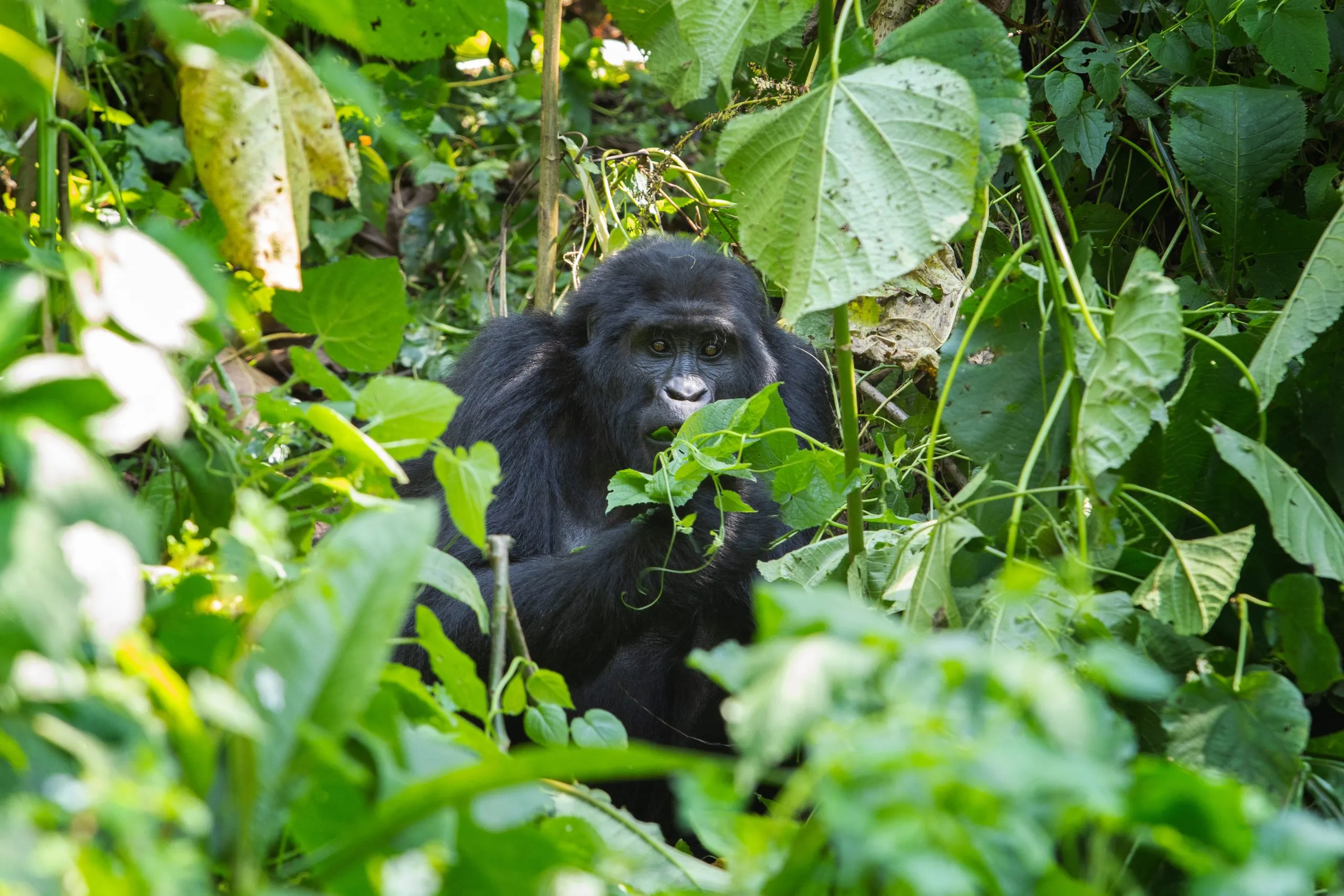 Mountain gorilla in the Bwindi Impenetrable National Park. Gorilla in the natural habitat. Wildlife in Uganda.