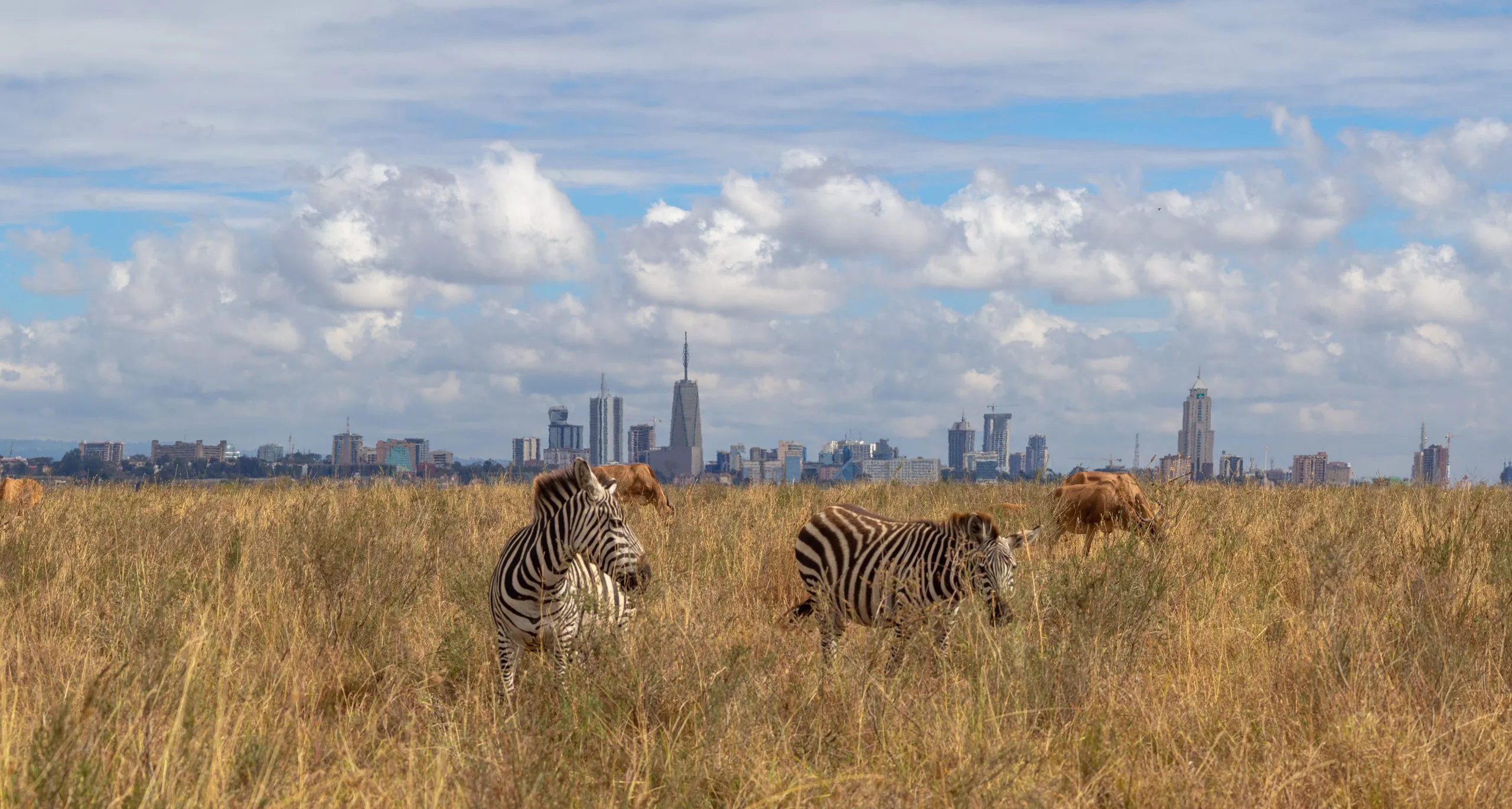 wild game and city skyline, savannah animals eat grass in Nairobi National Park, Africa, with Nairobi skyscrapers skyline panorama in the background