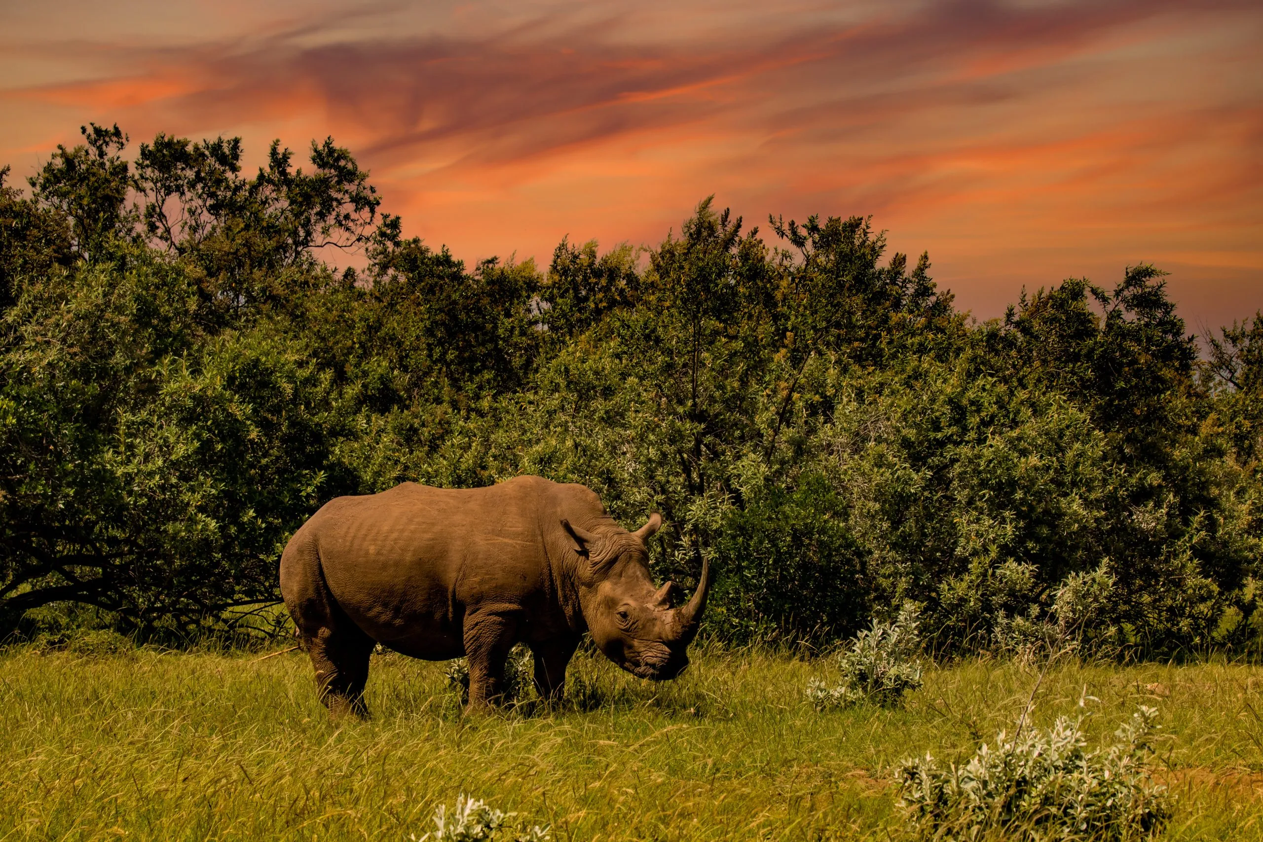 A Rhinoceros (rhino) on the savannah in the Maasai Mara reserve in Kenya, Africa