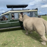 Rhino looking into vehicle on Kenyan safari