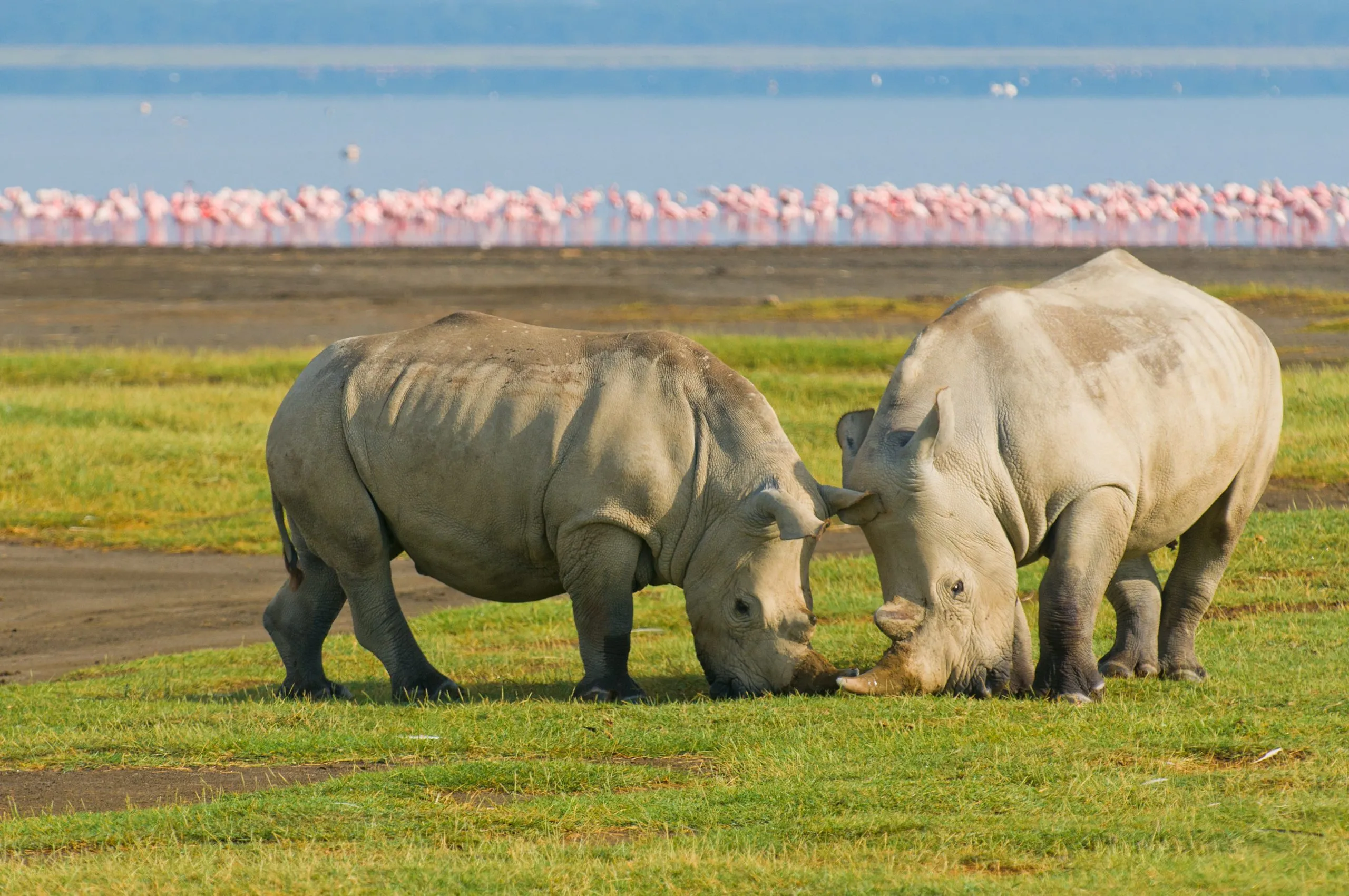 rhinos in lake nakuru national park, kenya