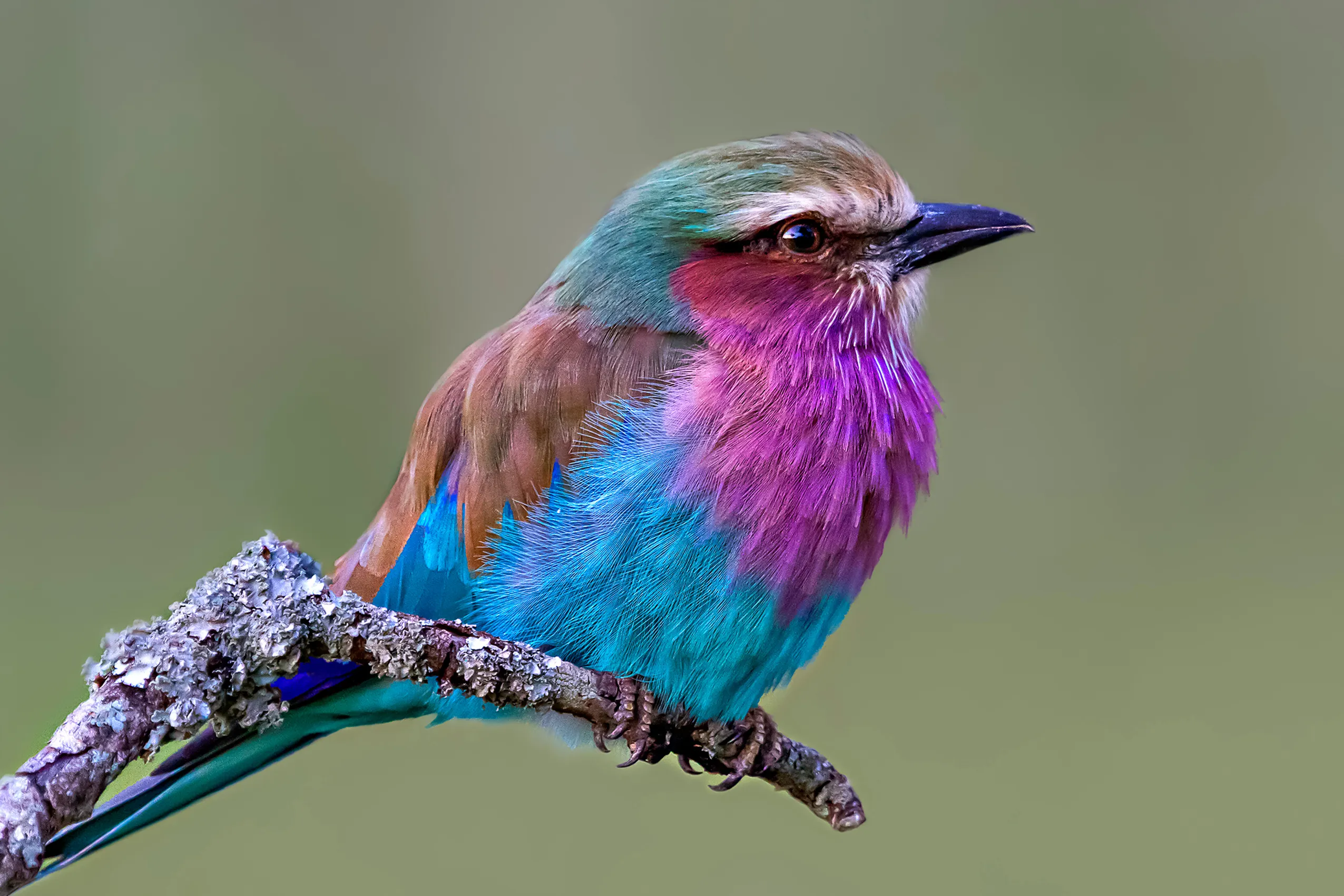 Lilac breasted roller, Masai Mara, Kenya