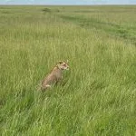 safari big cat