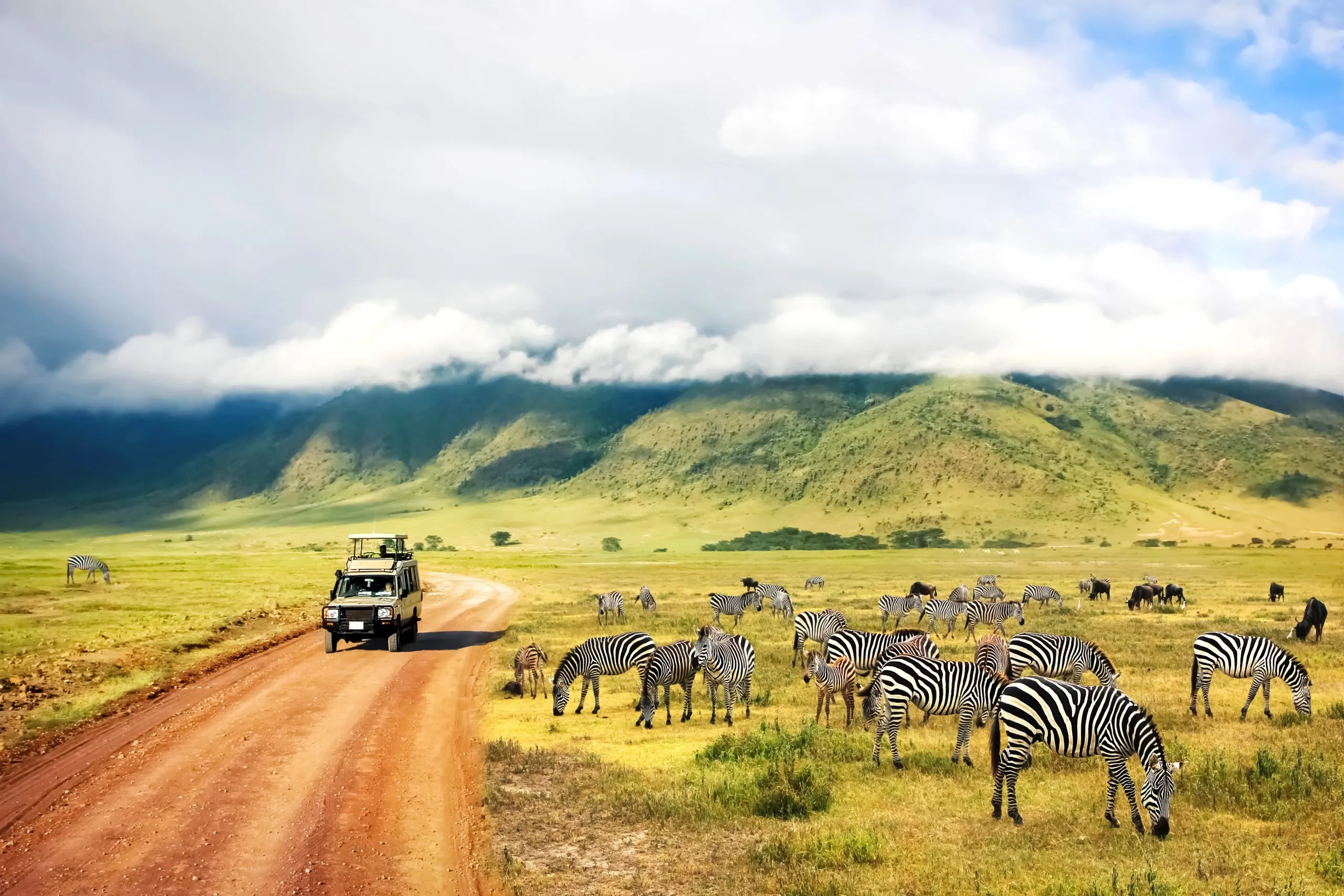 Wild nature of Africa. Zebras against mountains and clouds. Safari in Ngorongoro Crater National park. Tanzania.