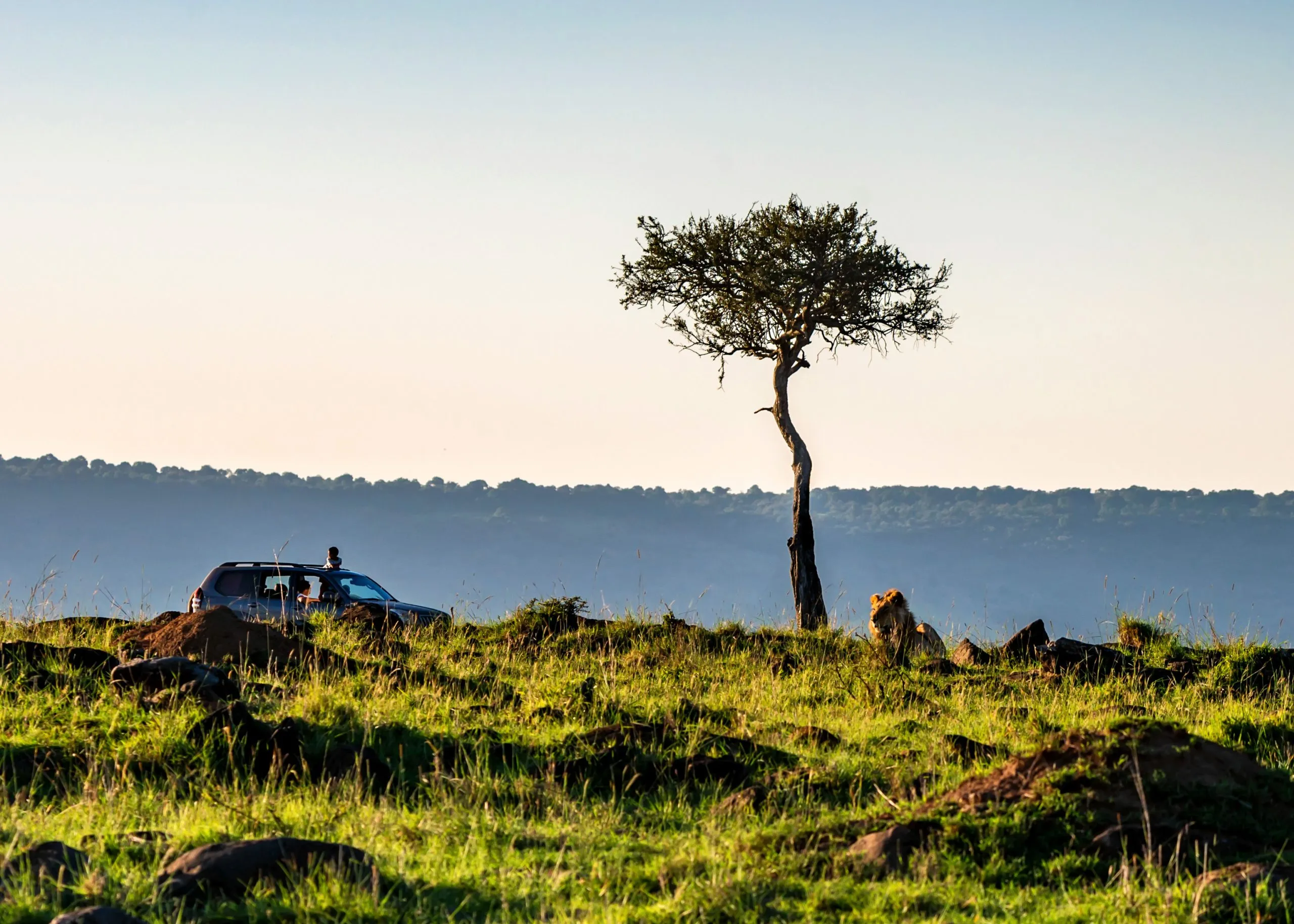 Safari view with truck and lion in Kenya