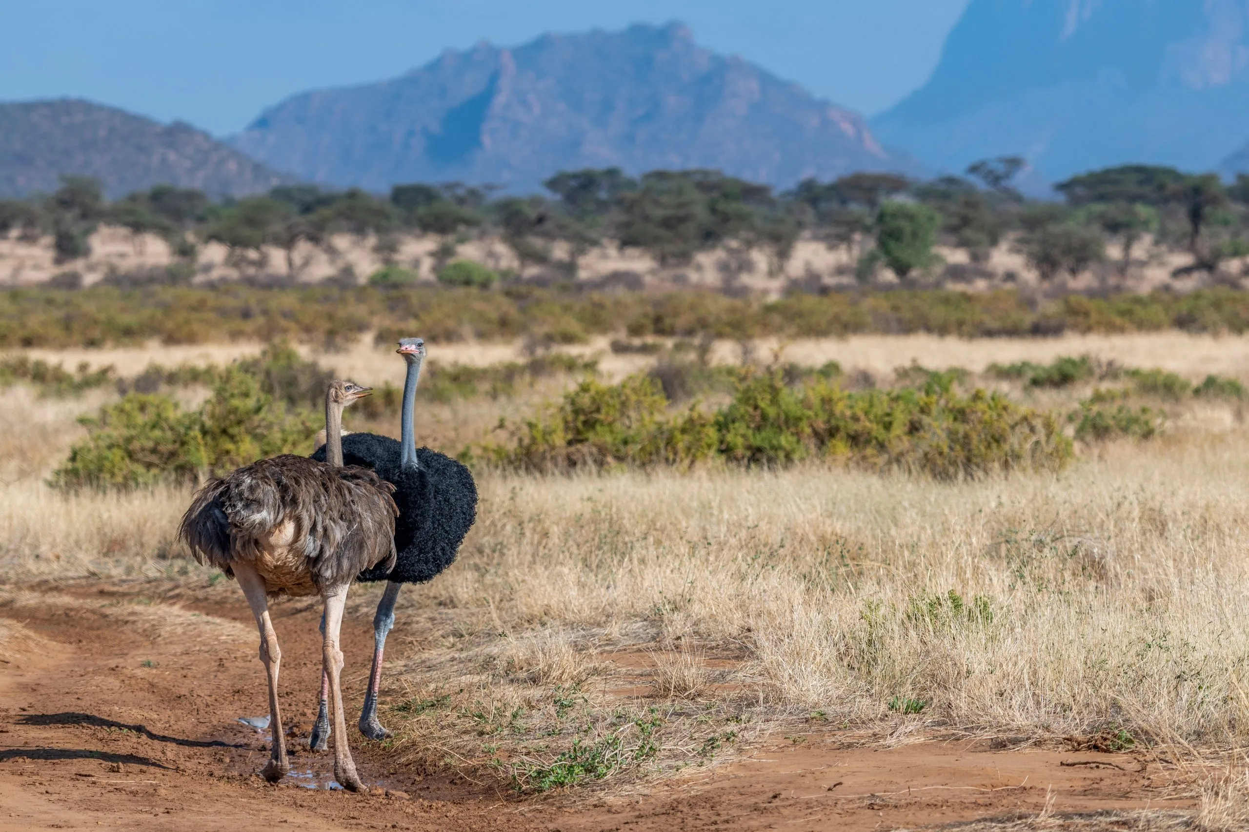 Semi arid landscape at Samburu National Reserve, Kenya. Rare male and female Somali Ostrich in the foreground. A mating pair. The neck and thigh skin color is grey blue. Huge flightless bird. Africa.