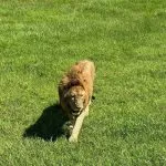 the animal king