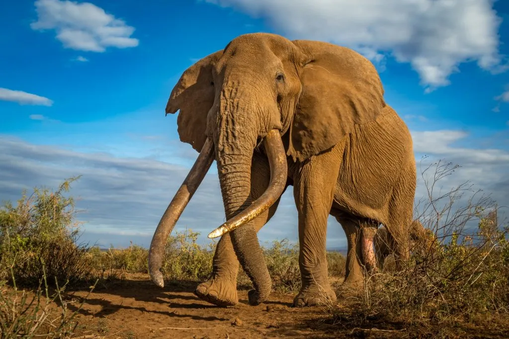 the supertusker bull from Amboseli National Park Low angle image of Craig, the supertusker bull from Amboseli National Park, Kenya