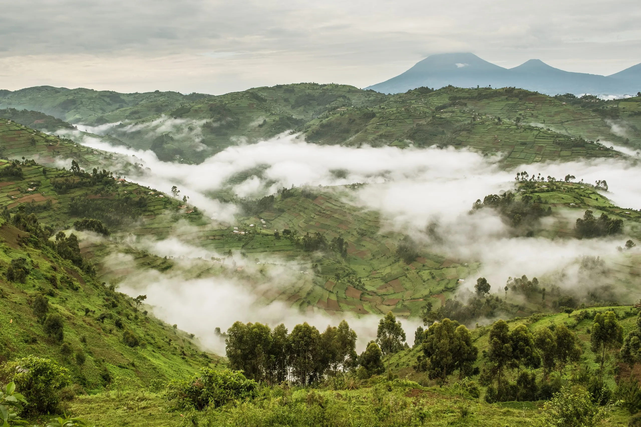 Typical hilly landscape full of fields partially covered in fog near the Bwindi Impenetrable National Park in Uganda